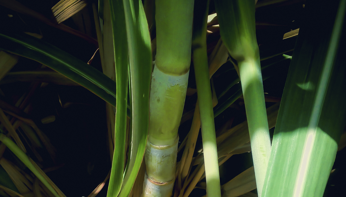 Imballaggio cosmetico in bioplastica